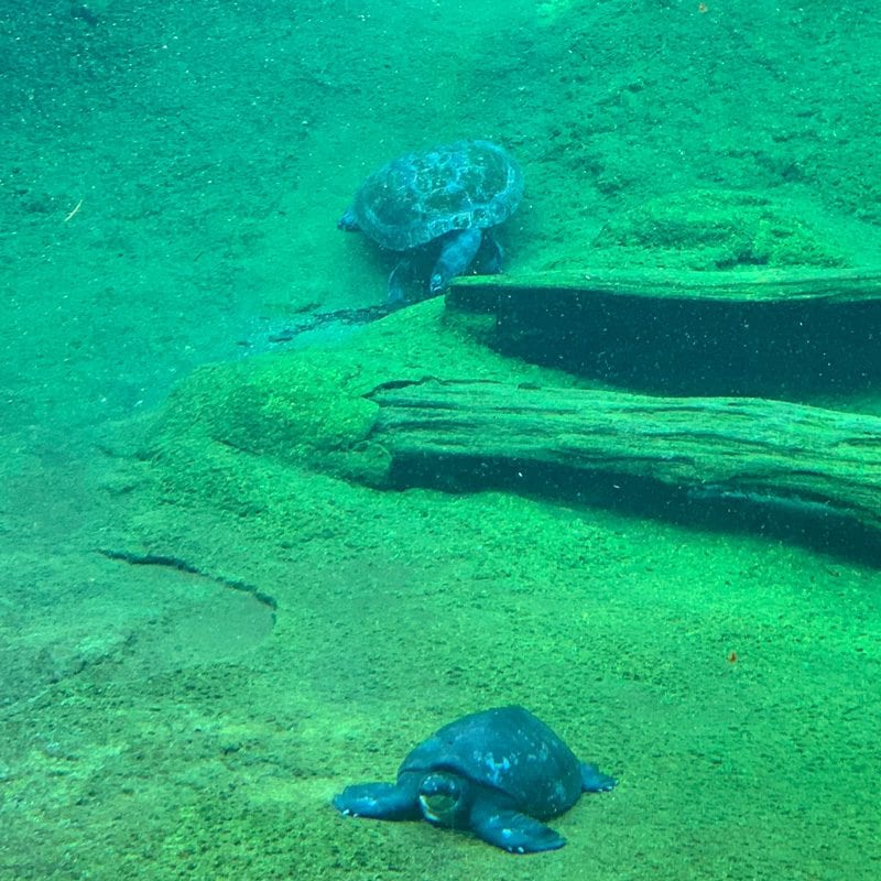 Cute turtles