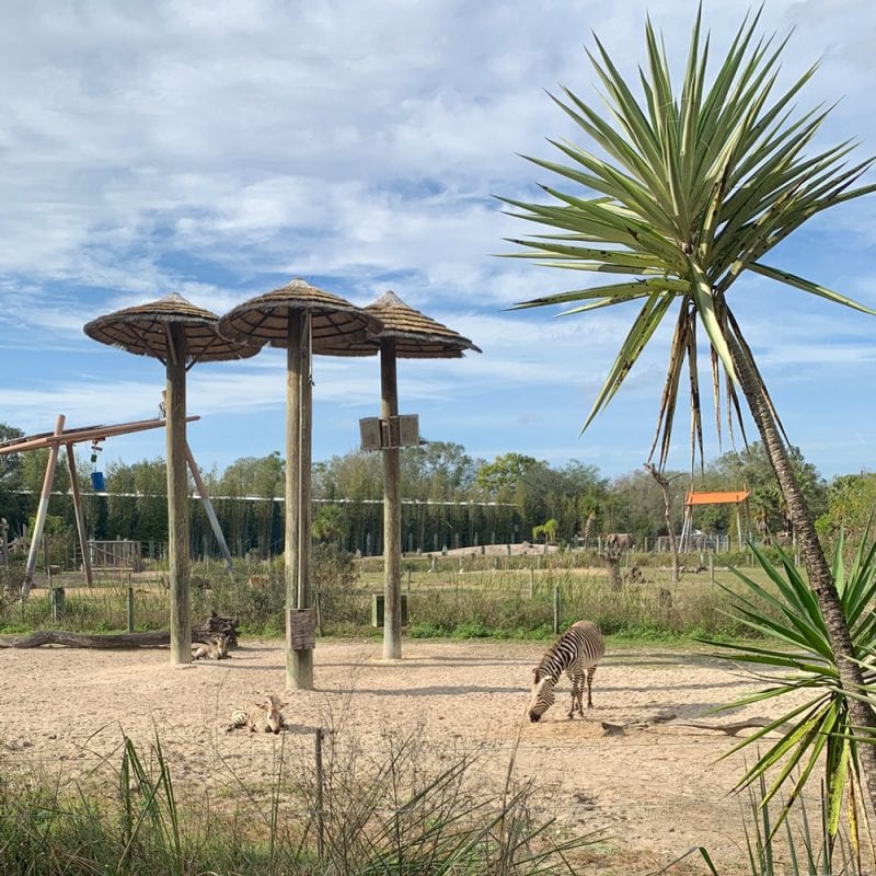 Zebras at ZooTampa