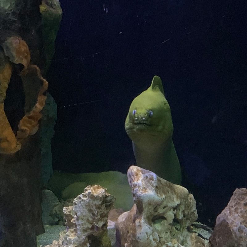 Moray Eel