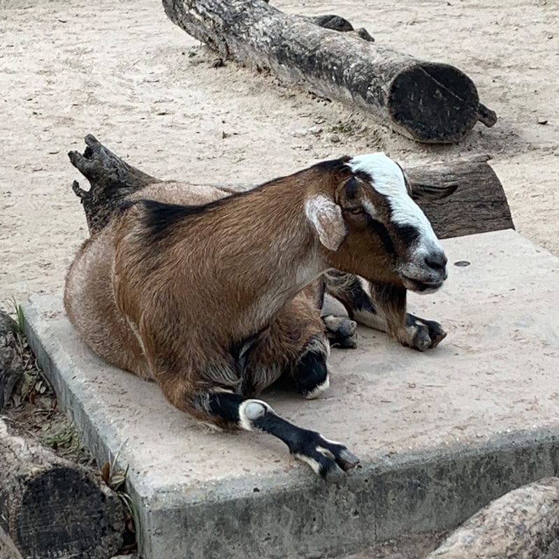 Goats at the petting zoo