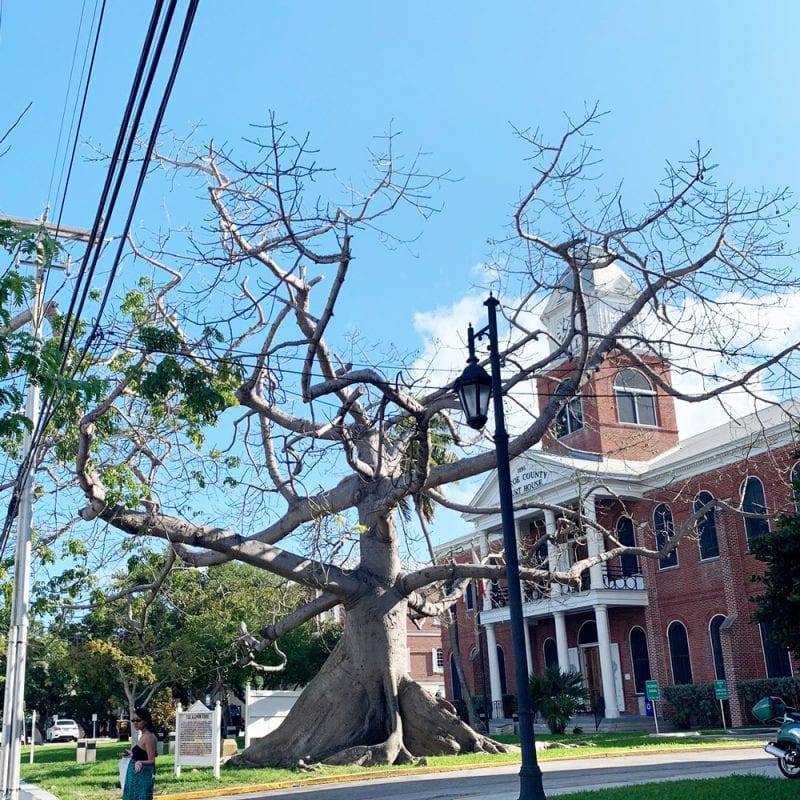 Kapok Tree in Key West