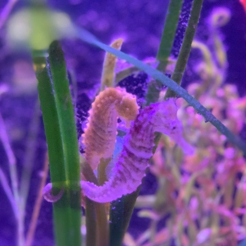 Sea Horses