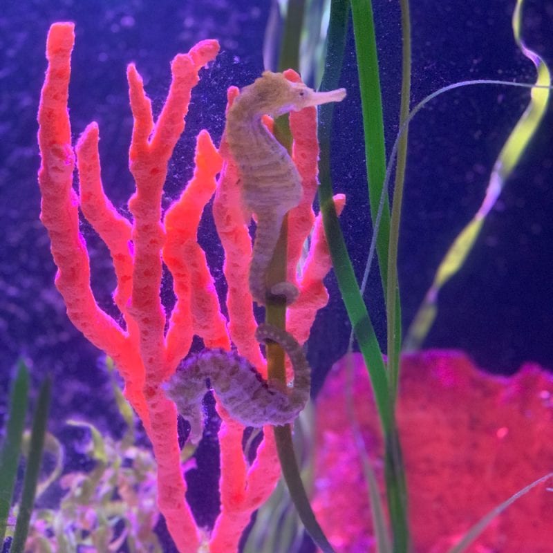 Sea Horses