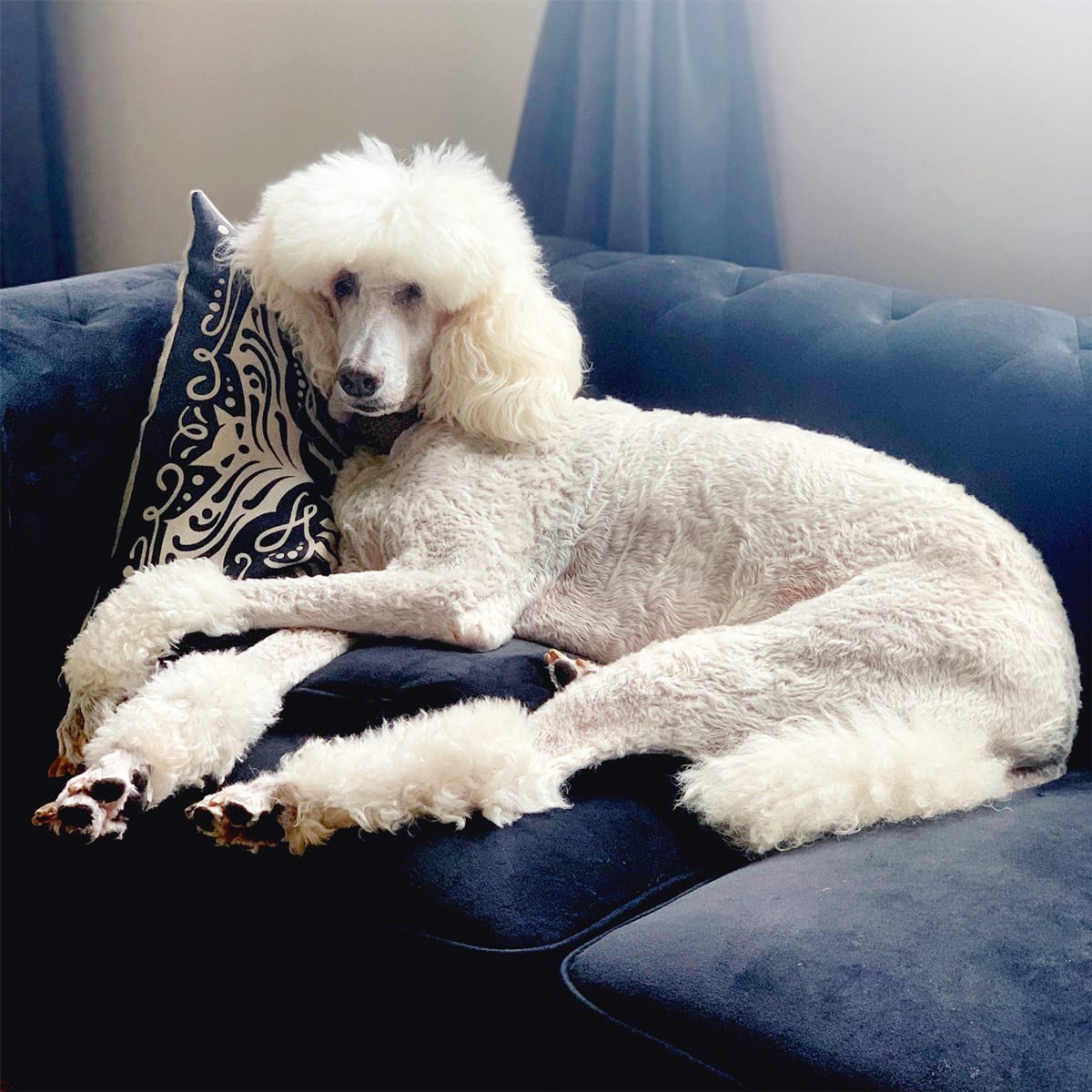 A Celebration of Phaedra the Standard Poodle