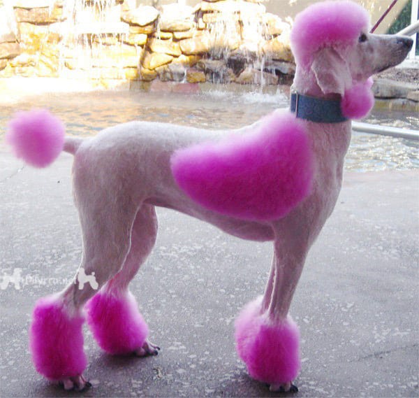 Phaedra the Pink Poodle