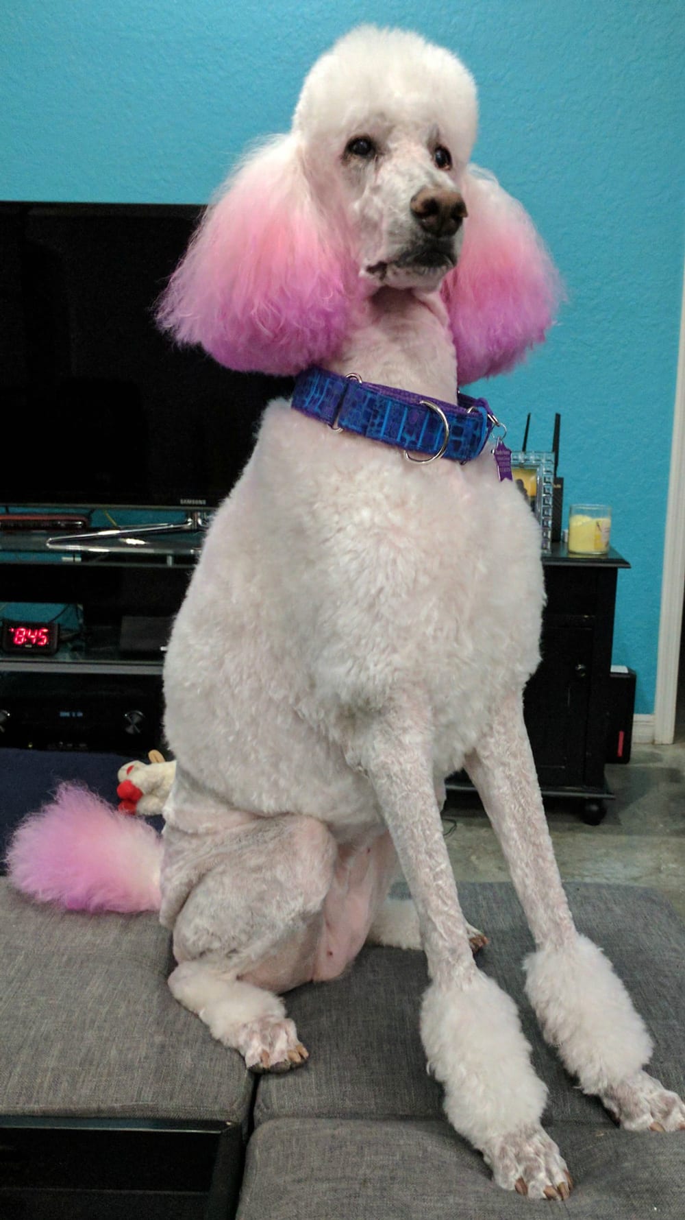 A Celebration of Phaedra the Standard Poodle - Looking Back on her Life