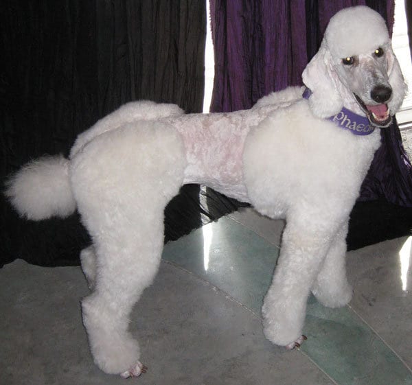 town and country cut poodle