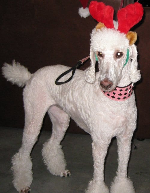 Christmas Poodle