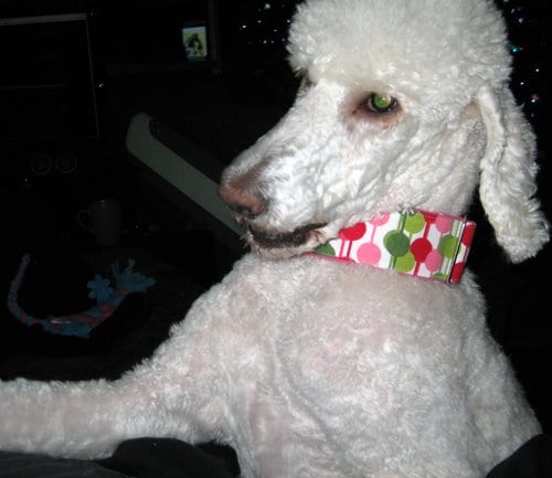 Christmas Poodle