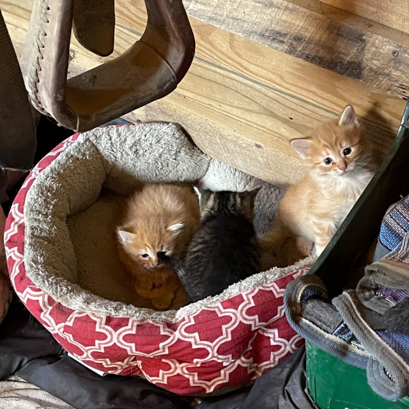 three barn kittens