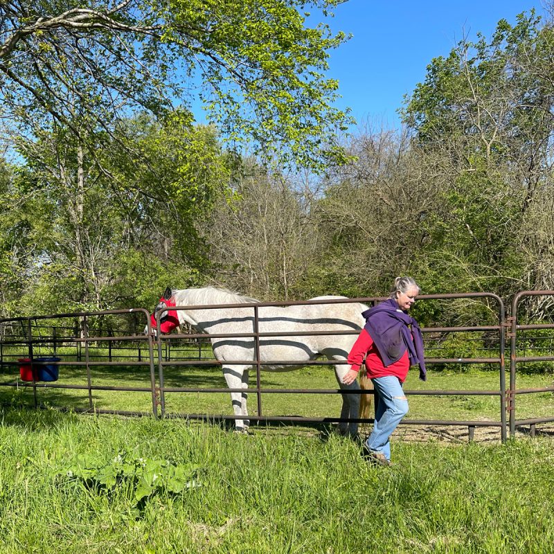 Chia in a round pen