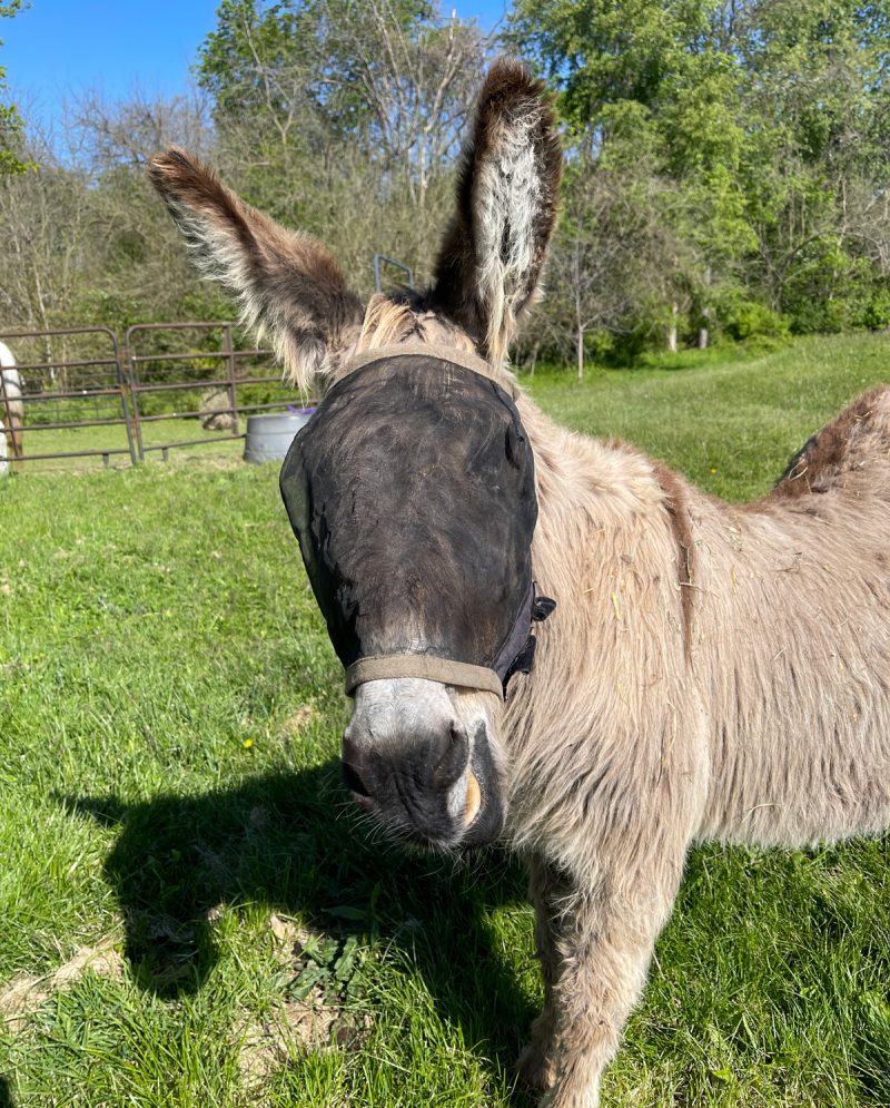 Shaggy the ancient donkey