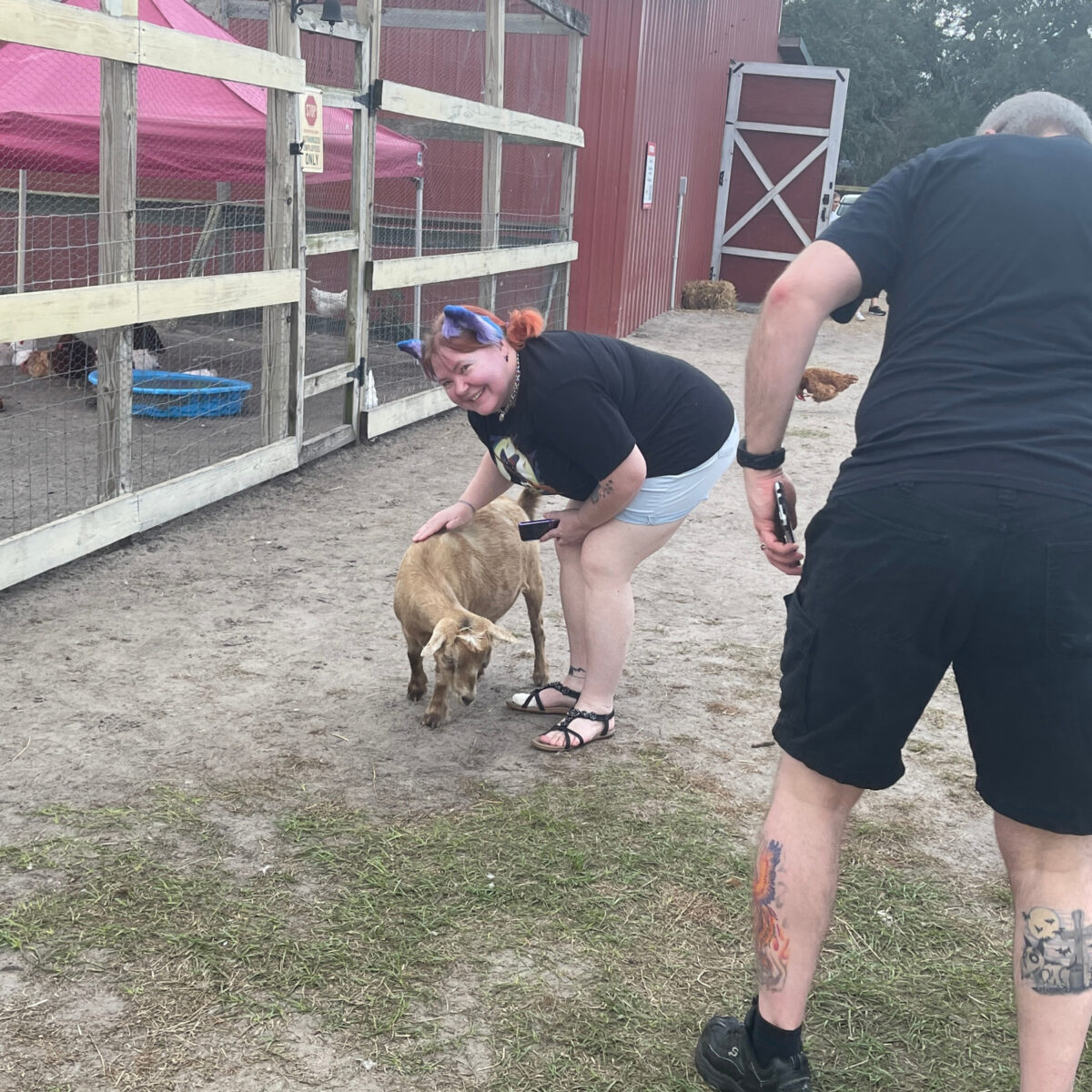 A cute goat being petted by a woman