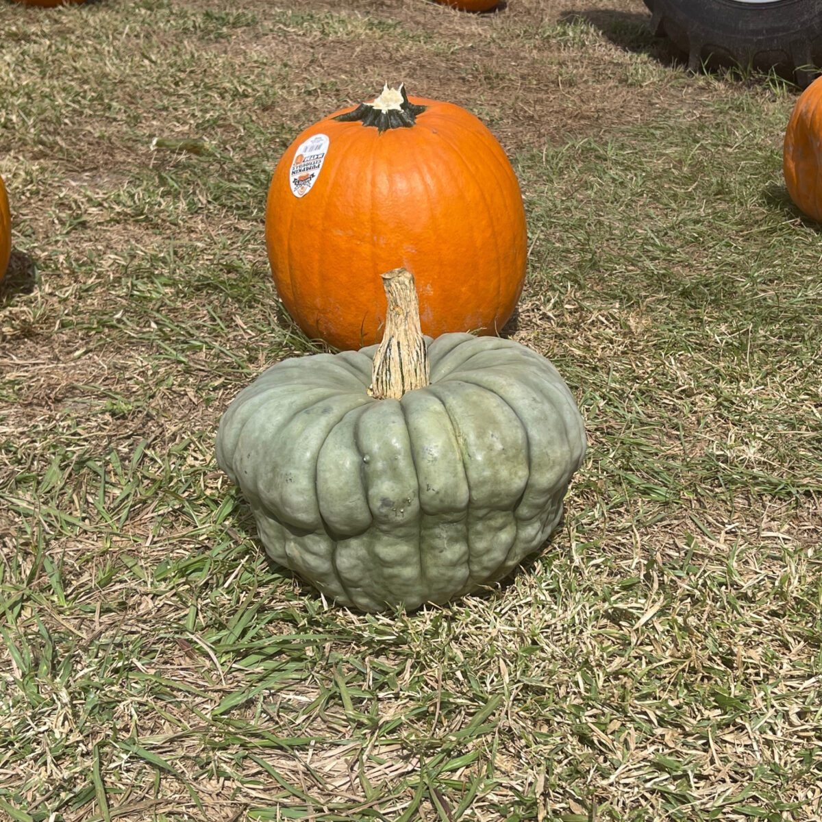 a green pumpking and an orange pumpkin from the Fall Pumpkin Festival