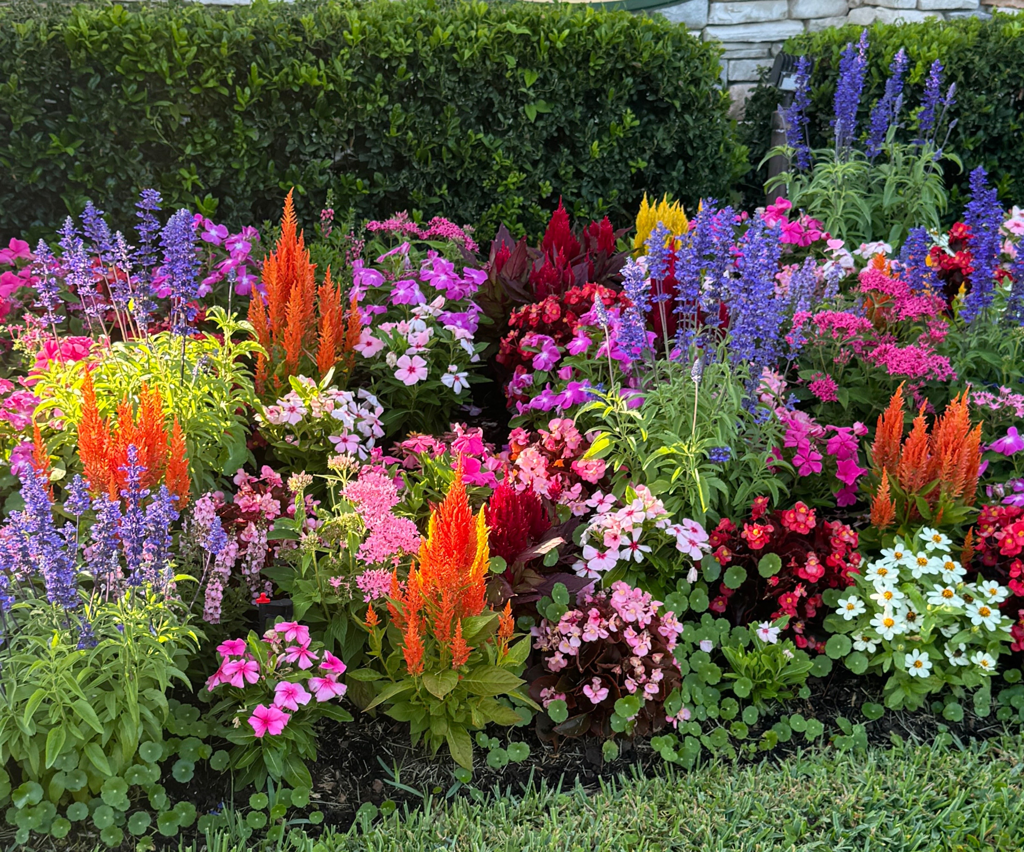 Photo of beautiful colorful flowers from my neighborhood